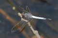 J19_1536 Orthetrum caledonicum male